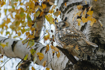 owl in the tree