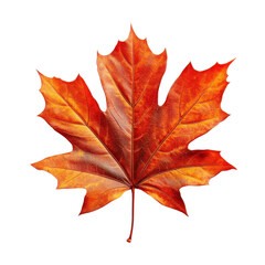 Naklejka premium A vibrant autumn maple leaf showcases stunning shades of red and orange, symbolizing the beauty of fall and the changing seasons.