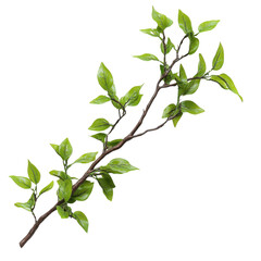A vibrant green branch featuring fresh leaves, symbolizing nature's beauty and vitality. Perfect for environmental and botanical themes.