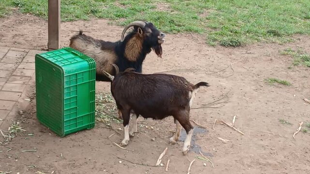 Two domestic goats stand calmly in an outdoor garden farm enclosure. One goat urinates and defecates while the other remains relaxed nearby.