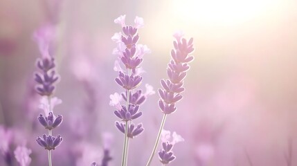 Naklejka premium Soft Focus Lavender Blossoms in Sunlight