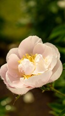 Obraz premium Delicate peony flower in bloom with water drops on petals, isolated on blurred background