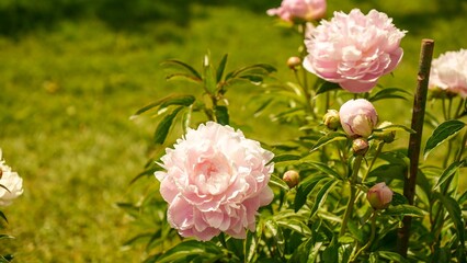 Beautiful pink peony flowers in full bloom in a garden with a blurred background © JuliaDorian