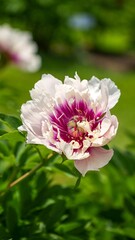 White and purple colored peony flower in full bloom with blurred background