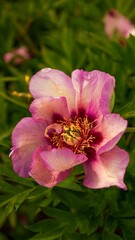 Obraz premium Close-up of a beautiful pink peony flower in full bloom with a blurred background.