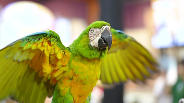 Hybrid blue and gold macaw free flying parrot.