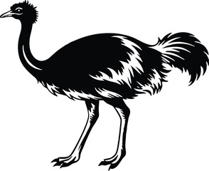 Naklejka premium Ostriche bird Silhouette, Emu silhouette vector illustration