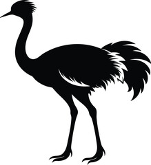 Obraz premium Ostriche bird Silhouette, Emu silhouette vector illustration