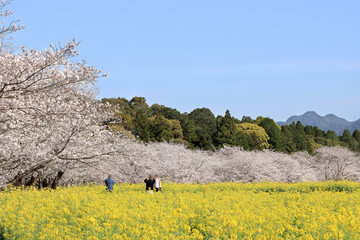 菜の花畑と桜並木