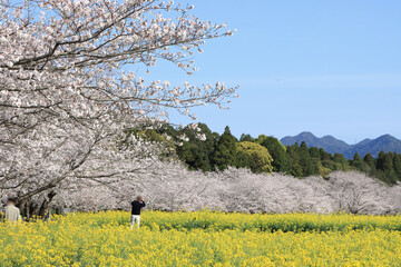 青空と春の花畑