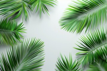 Obraz premium monstera leaves summer minimal background