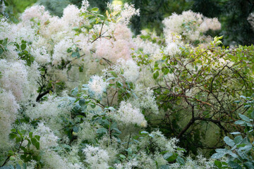 flowering bush