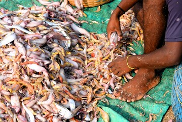 Fisherman sorting fish, Uttan Beach, Bhayander, Thane, Bombay, Mumbai, Maharashtra, India