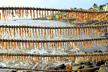 Bombil fish drying, Uttan Beach, Bhayander, Thane, Bombay, Mumbai, Maharashtra, India, Asia