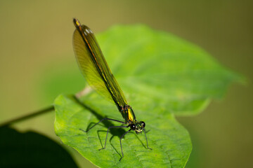 dragonfly on a green leaf