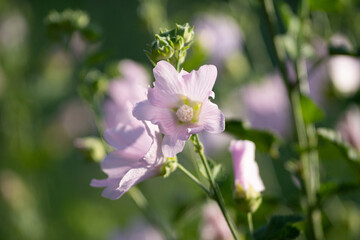 pink flowers in the garden