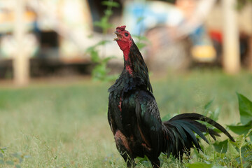 Black Asian chicken walks for exercise in the garden