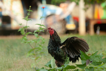 Black Asian chicken walks for exercise in the garden