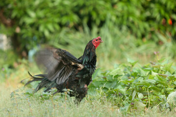 Asian black chicken strolling in a garden, flapping its wings and calling out, blending gracefully with nature