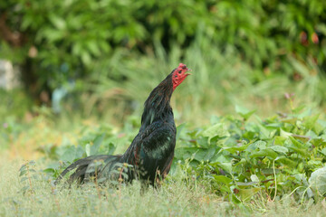 Asian black chicken strolling in a garden, flapping its wings and calling out, blending gracefully with nature