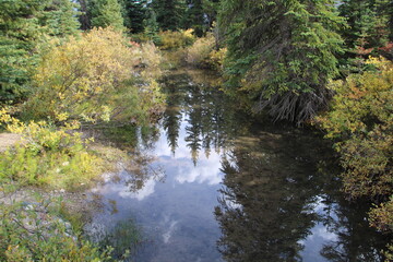 stream in the forest, Banff National Park, Alberta