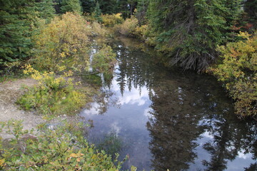 stream in the woods