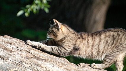 cat playing in the woods