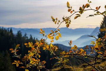 Beautiful autumn day in the Bavarian and Tyrolean Alpine foothills. A sunlit branch of the dog rose (Rosa canina) in the foreground. Spruces, mountains and valleys in the mist in the background