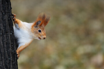 vibrant red squirrel clings to the trunk of a tree, framed by lush green foliage. Its curious gaze draws attention, embodying the beauty of nature and wildlife