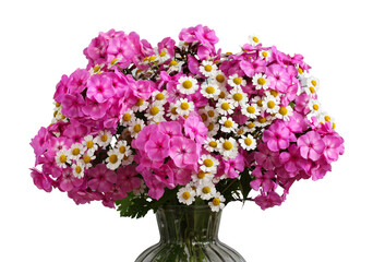 bouquet of pink phlox and small daisies isolated on a white background. flowers close-up. garden flowers.