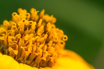 Fototapeta premium Vibrant Jerusalem Artichoke Flower