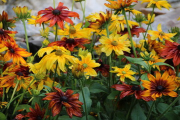 flowers in the garden