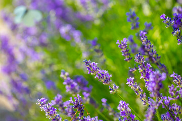 Obraz premium Spring lavender flowers under sunlight. Lilac flowers close up. Beautiful landscape of nature with a panoramic view. Hi spring. long banner