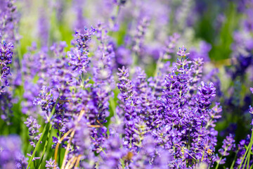 Spring lavender flowers under sunlight. Lilac flowers close up. Beautiful landscape of nature with a panoramic view. Hi spring. long banner