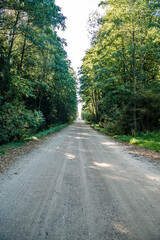 Forest dirt path. Forest and nature with empty road