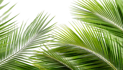 Obraz premium Lush Green Palm Leaves Isolated on a Transparent Background Ideal for Vacation, Tropical Themes, Nature Backgrounds, and Design Projects