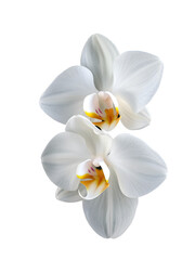 Obraz premium Elegant White Orchid Bloom on transparent Background