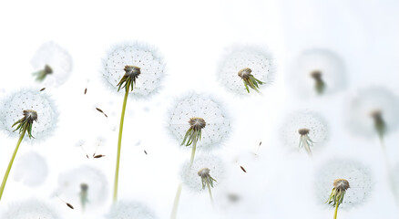 Obraz premium Lots of dandelion seed heads at different focal distances and sizes as if in a field with seeds floating away in the wind on a transparent background.