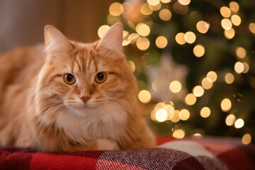 A photo of a beautiful red cat near the Christmas tree.
