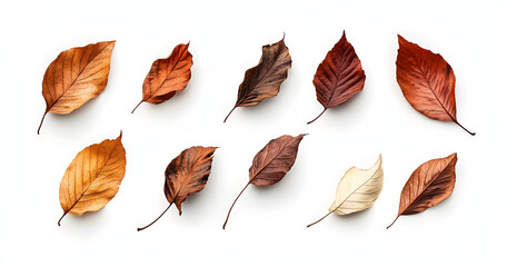 Obraz premium A collection of dried, dry autumn tree leaves isolated on a flat background for autumn designs.
