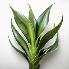 Obraz premium lily of the valley