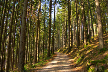 Schwarzwaldlandschaft bei St. Ulrich oberhalb von Freiburg