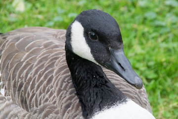 Porträt einer Kanadagans