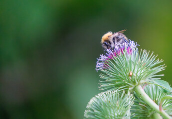 a bumblebee collects nectar on a thistle flower