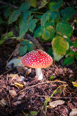 a close-up of a fly agaric in autumn