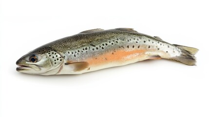 Obraz premium Fresh Brown Trout: A pristine, detailed close-up of a whole brown trout, showcasing its rich coloration and texture. Perfect for culinary, fishing, or nature-themed projects. 