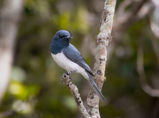 A male Leaden Flycatcher perched on a branch