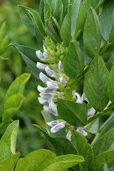 The field is blooming horse bean (Vicia faba)