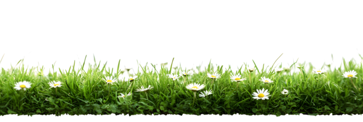 A bright fresh green grass lawn edge border with daisy flowers growing in the grass isolated against a transparent background