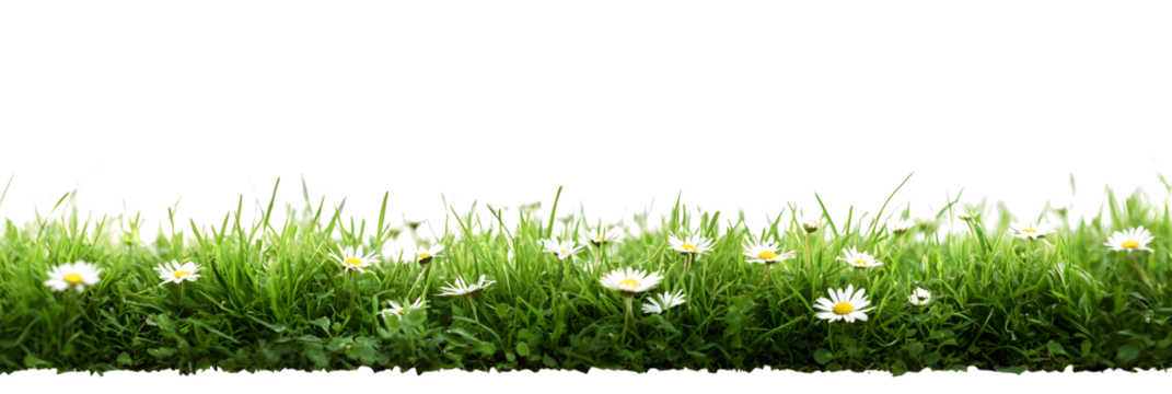 A bright fresh green grass lawn edge border with daisy flowers growing in the grass isolated against a transparent background